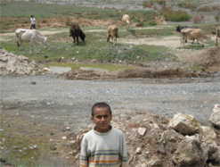 Ekonomik sıkıntı öğrencileri çobanlığa sevk ediyor