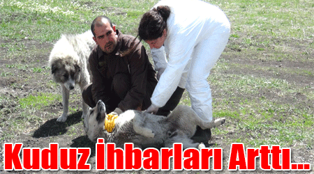Kuduz İhbarları Arttı...