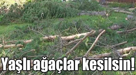 Yaşlı ağaçlar kesilsin!