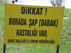Kars'ta Şap Paniği