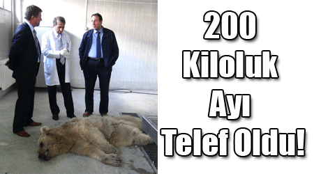 200 Kiloluk Ayı Telef Oldu!