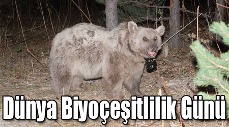 Dünya Biyoçeşitlilik Günü