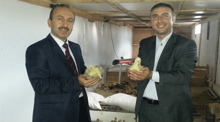 Kars'ta kazlar kuluçkadan çıktı