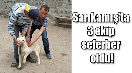 Sarıkamış'ta 3 ekip seferber oldu!