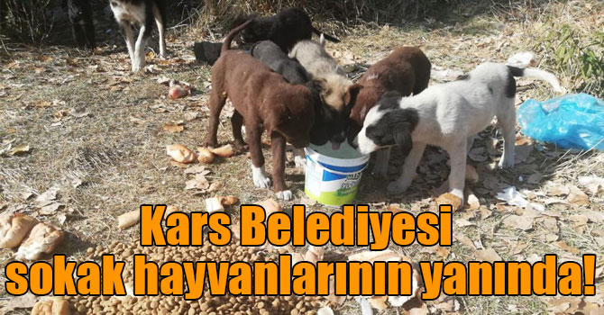 Kars Belediyesi sokak hayvanlarının yanında!