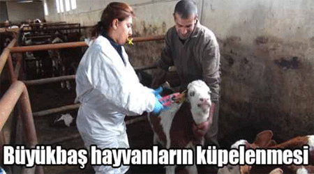Büyükbaş hayvanların küpelenmesi