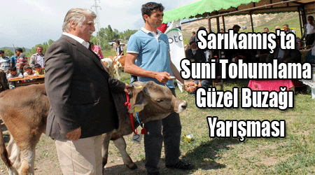 Sarıkamış'ta Suni Tohumlama Güzel Buzağı Yarışması