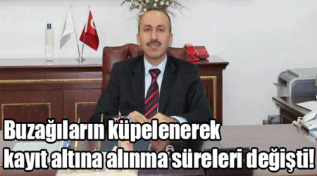 Buzağıların küpelenerek kayıt altına alınma süreleri değişti!