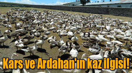 Kars ve Ardahan'ın kaz ilgisi!