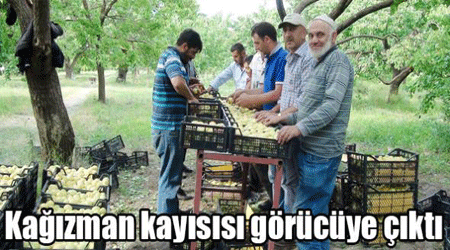 Kağızman kayısısı görücüye çıktı