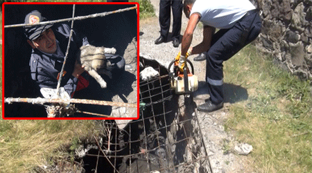 İtfaiye'den köpek operasyonu