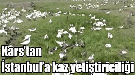 Kars’tan İstanbul’a kaz yetiştiriciliği