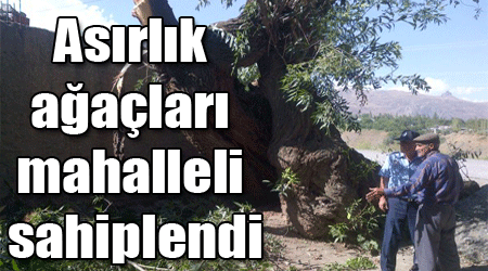 Asırlık ağaçları mahalleli sahiplendi