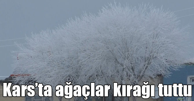 Kars’ta ağaçlar kırağı tuttu