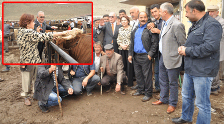 CHP hayvan pazarında!