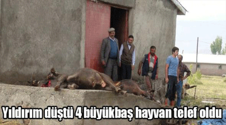 4 büyükbaş hayvan telef oldu