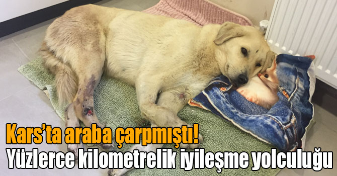 Şans köpeğin yüzlerce kilometrelik iyileşme yolculuğu