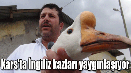 Kars'ta İngiliz kazları yaygınlaşıyor