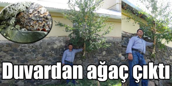Duvardan ağaç çıktı