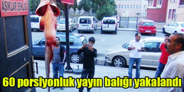 60 porsiyonluk yayın balığı yakalandı