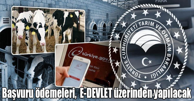 Buzağı destek başvuru ödemeleri,  E-DEVLET üzerinden yapılacak