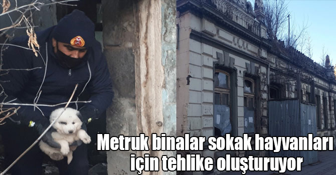 Kars’ta ki metruk binalar sokak hayvanları için tehlike oluşturuyor