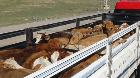 Doğu’dan Batı’ya kurban sevki