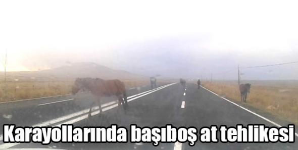 Karayollarında başıboş at tehlikesi