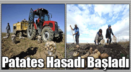 Patates Hasadı Başladı