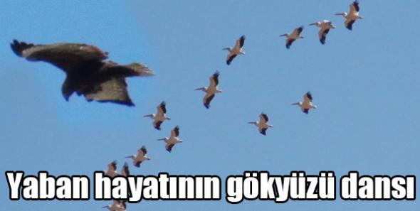 Yaban hayatının gökyüzü dansı