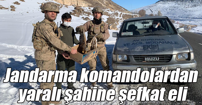 Jandarma komandolardan yaralı şahine şefkat eli