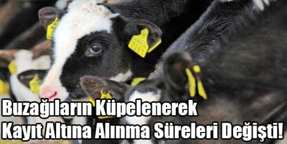 Buzağıların Küpelenerek Kayıt Altına Alınma Süreleri Değişti!