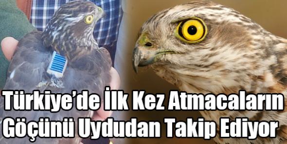 Türkiye’de İlk Kez Atmacaların Göçünü Uydudan Takip Ediyor