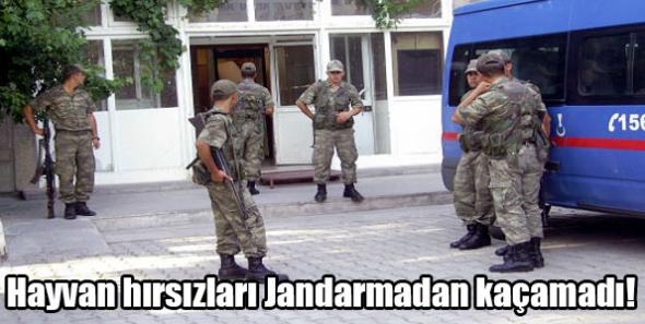 Hayvan hırsızları Jandarmadan kaçamadı!