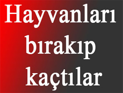 Hayvanları Bırakıp Kaçtılar
