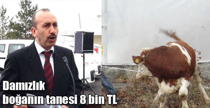 Damızlık boğanın tanesi 8 bin TL