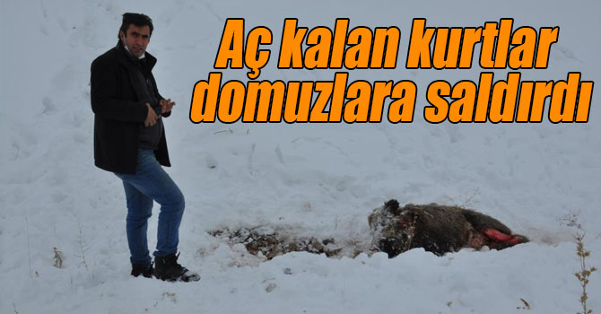 Kars’ta aç kalan kurtlar domuzlara saldırdı