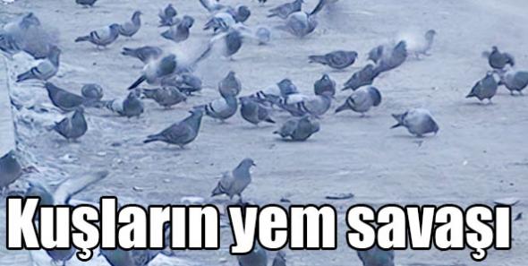Kuşların yem savaşı