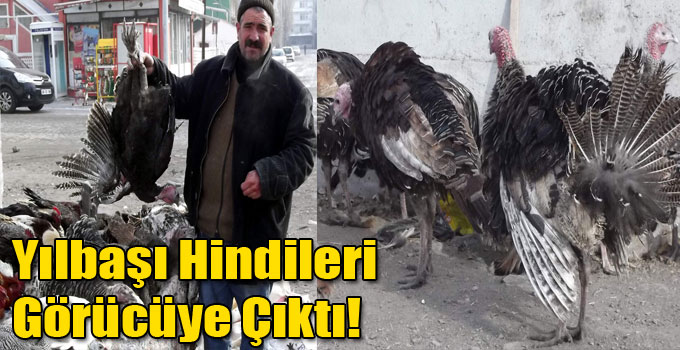 Yılbaşı Hindileri Görücüye Çıktı!