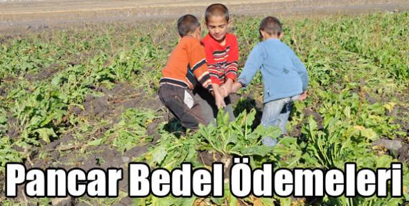 Pancar Bedel Ödemeleri