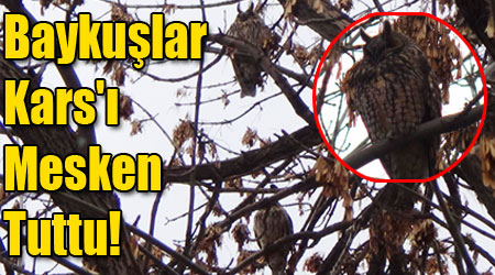Baykuşlar Kars'ı Mesken Tuttu!