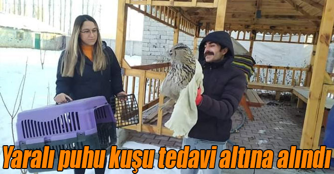 Yaralı puhu kuşu tedavi altına alındı