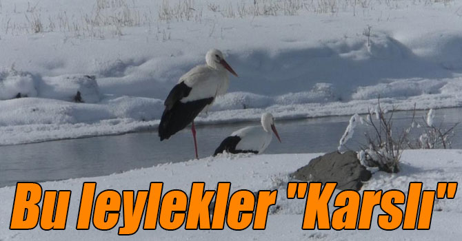 Bu leylekler "Karslı"