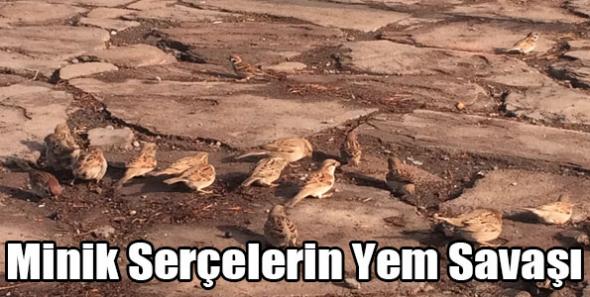 Minik Serçelerin Yem Savaşı