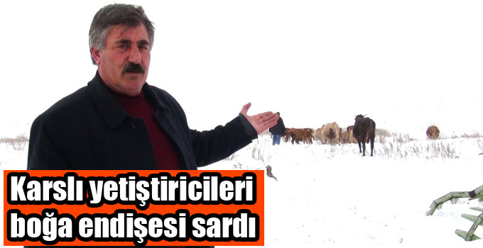Karslı yetiştiricileri boğa endişesi sardı