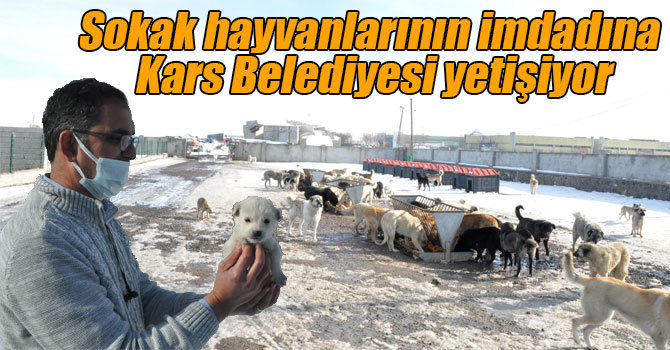 Sokak hayvanlarının imdadına Kars Belediyesi yetişiyor