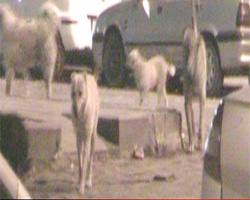 Başıboş köpekler tehlike saçıyor