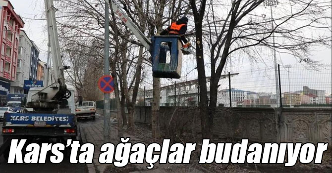 Kars’ta ağaçlar budanıyor