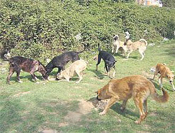 Kars’ta 23 bin köpek var