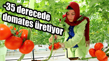 -35 derecede domates üretiyor